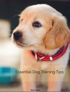 Essential Dog Training Tips